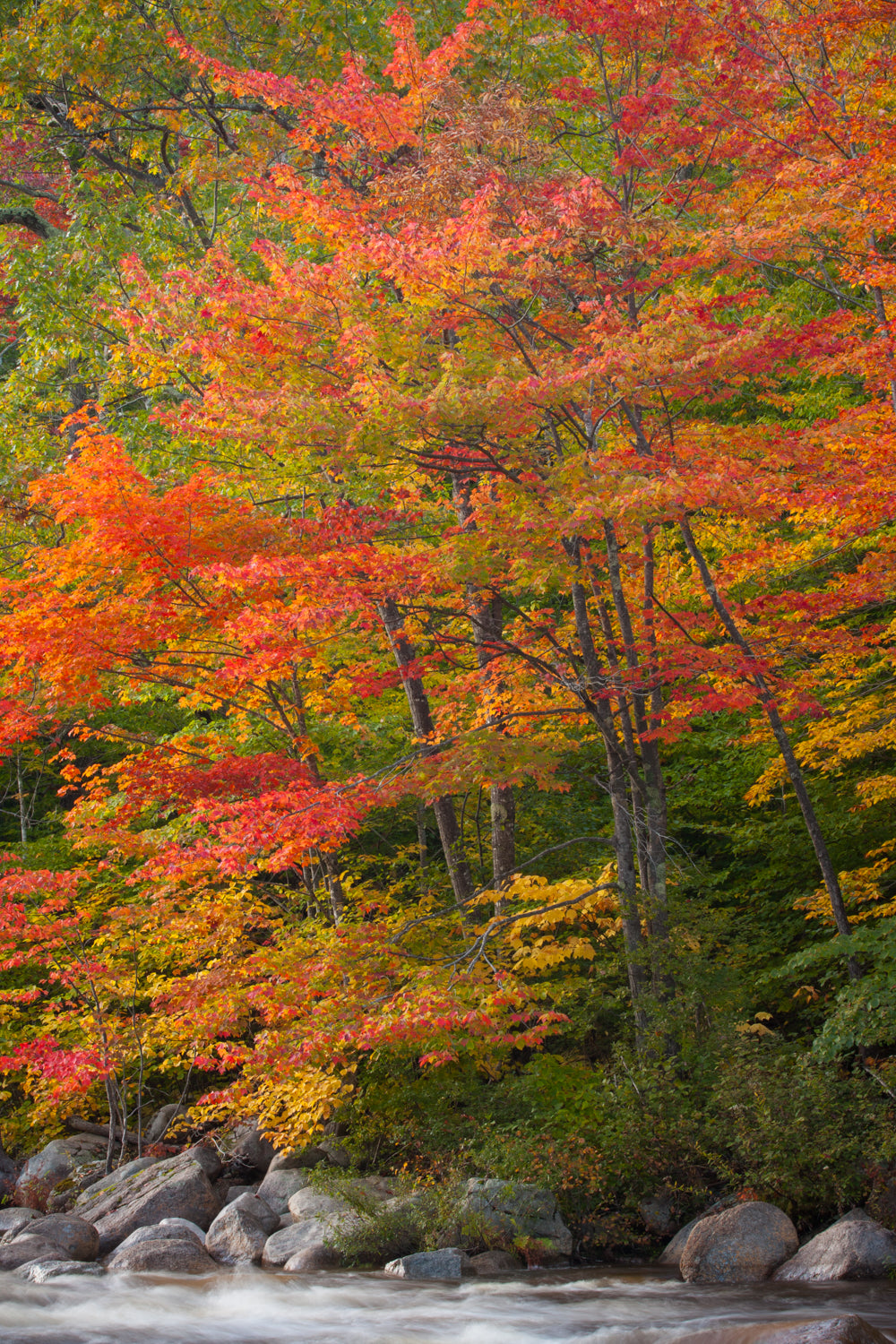 Autumn foliage with red and orange leaves along a stream