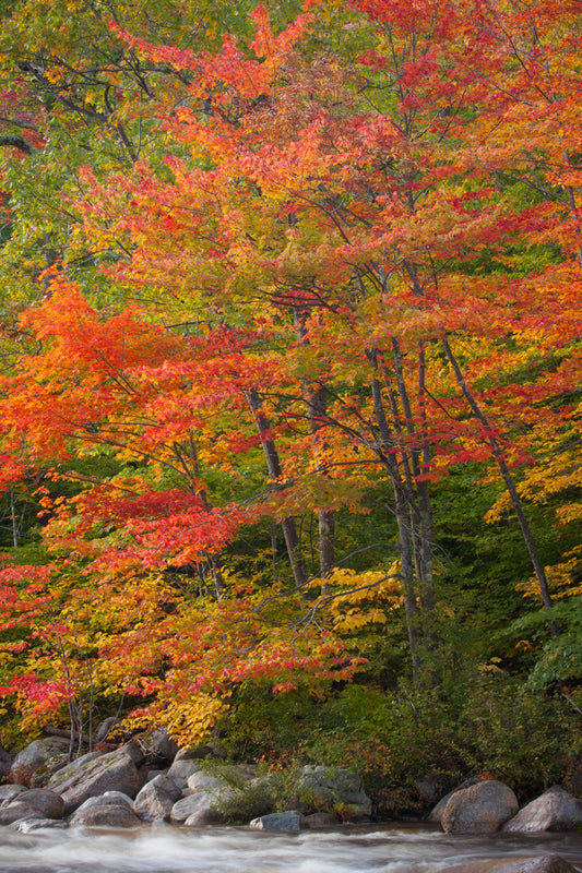 Autumn foliage with red and orange leaves along a stream