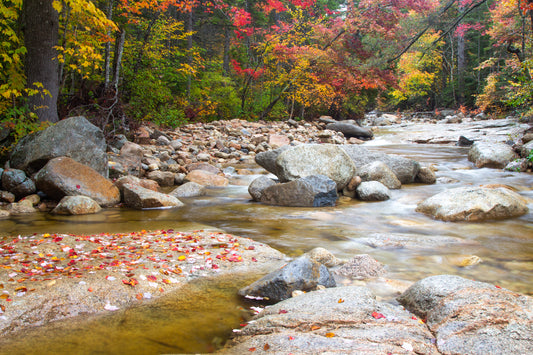 Stream flowing through a forest with autumn foliage