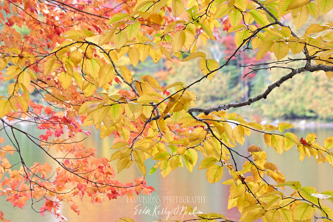 Glowing Leaves