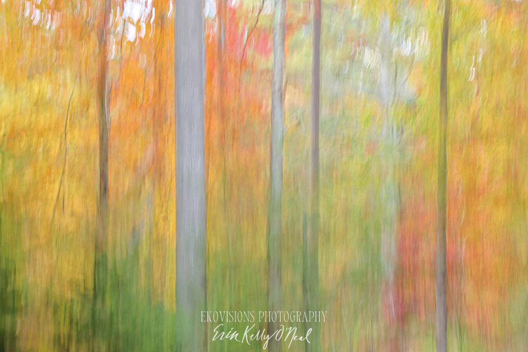 Stand of Fall Trees