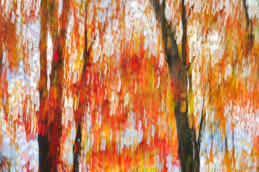 Bright Red Orange Trees in Vermont