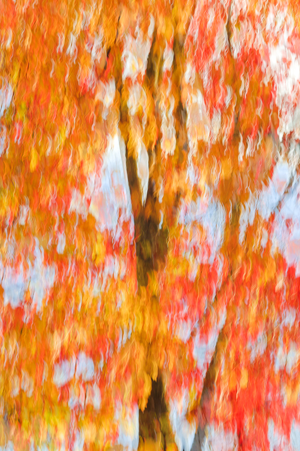 Red Orange Tree in Vermont